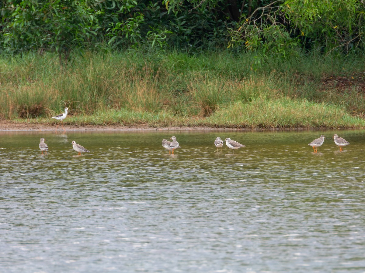 Spotted Redshank - ML646344227