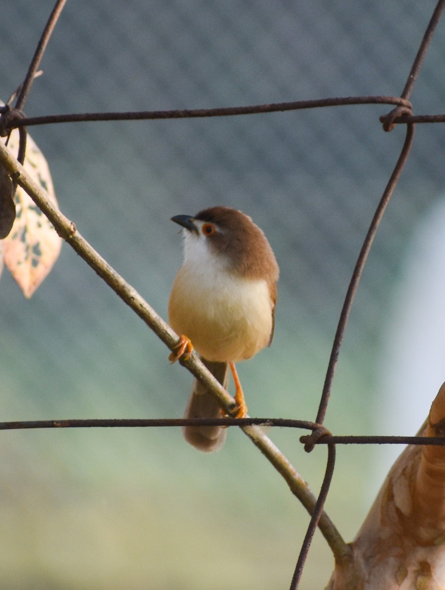 Yellow-eyed Babbler - ML646344228