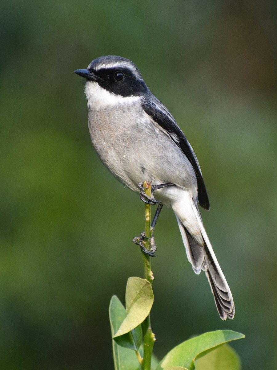 Tarabilla Gris - ML646344229