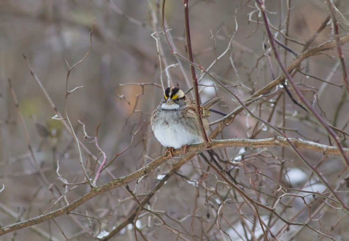 Chingolo Gorjiblanco - ML646344235
