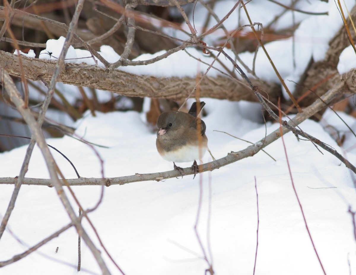 Junco Ojioscuro - ML646344240