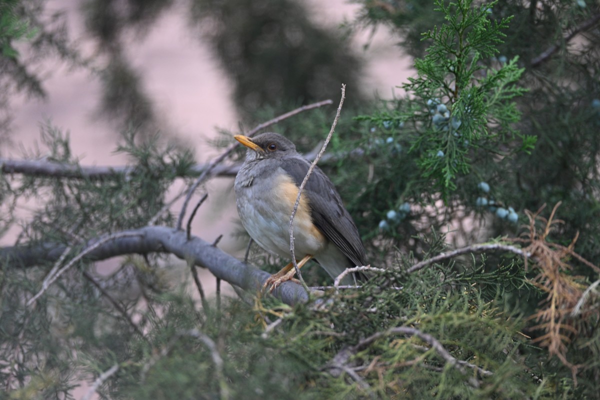 Zorzal Africano - ML646344241