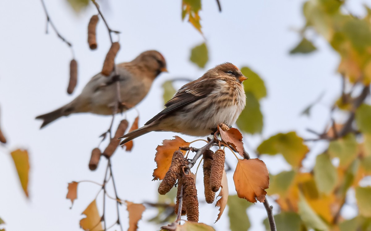 Pardillo Sizerín (alpino) - ML646344246