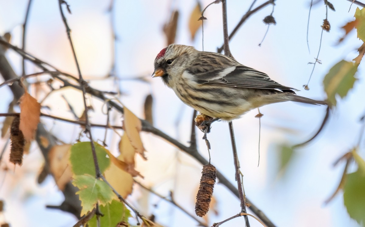 Pardillo Sizerín (alpino) - ML646344247