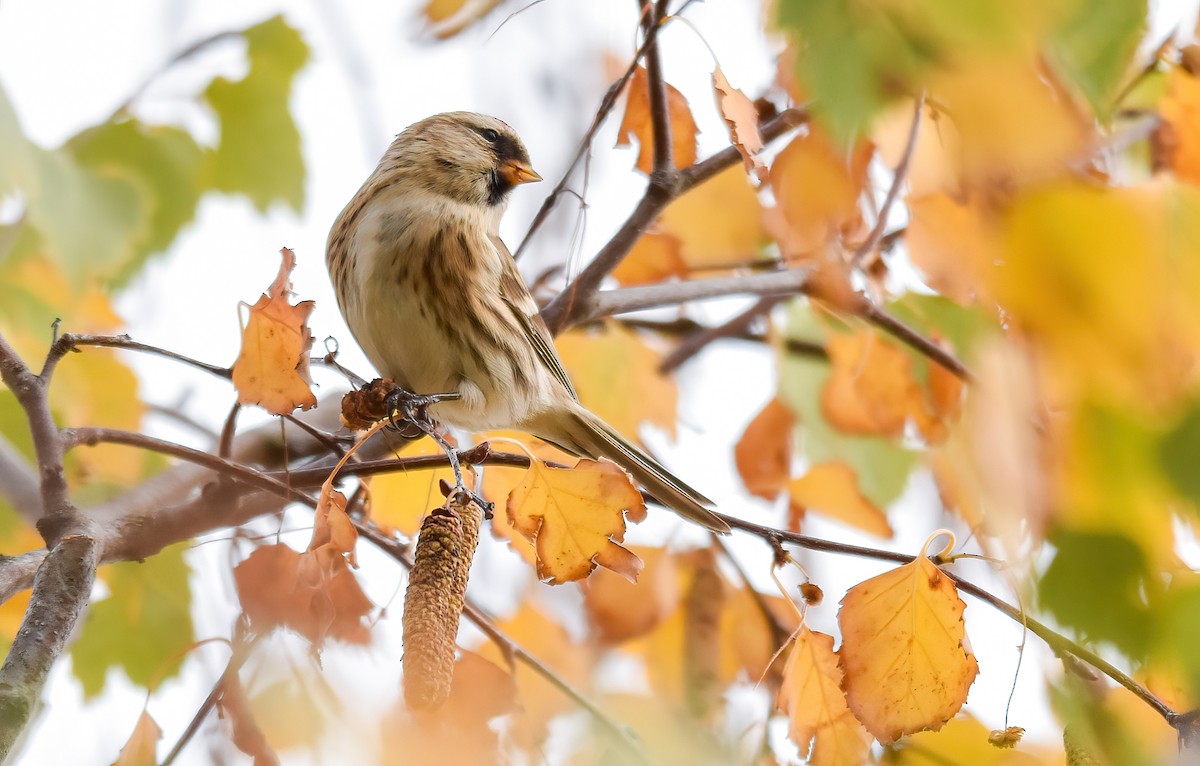 Pardillo Sizerín (alpino) - ML646344249