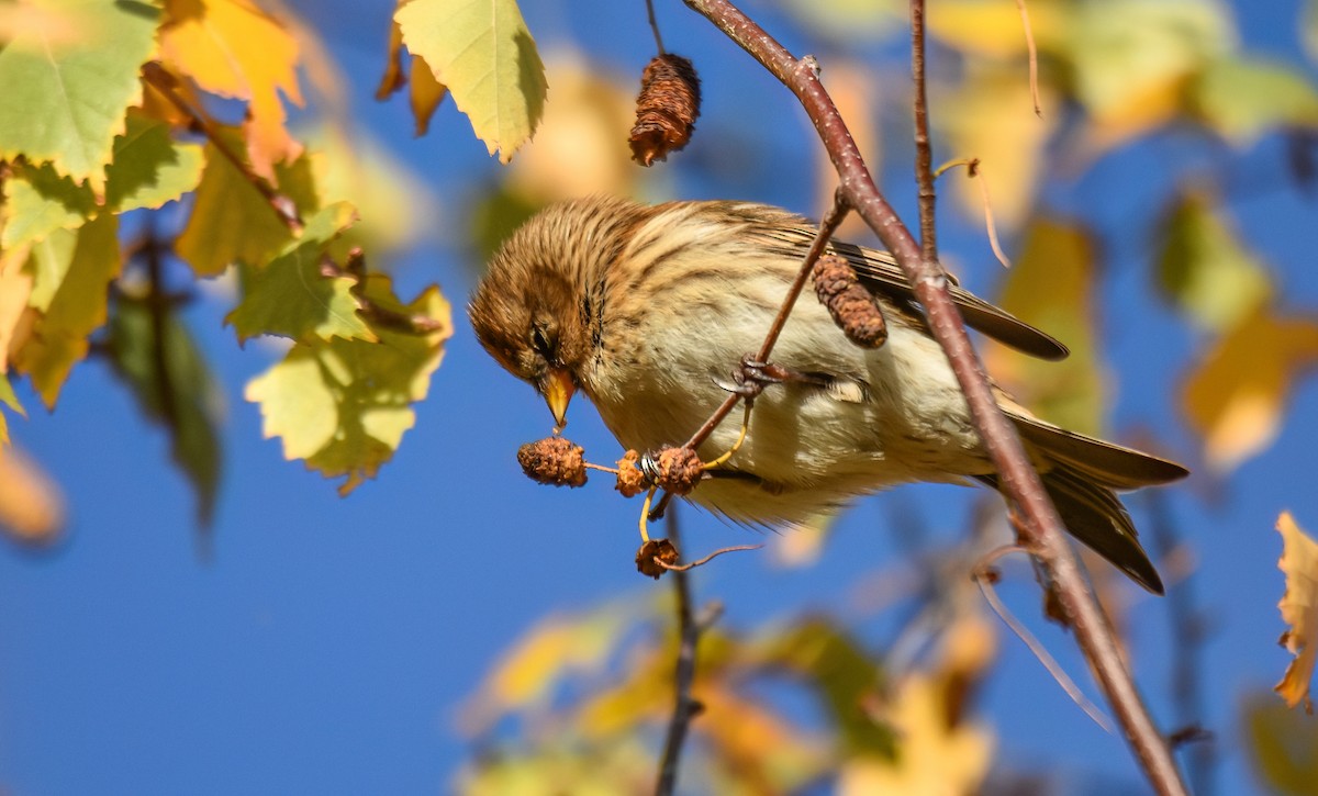 Pardillo Sizerín (alpino) - ML646344251