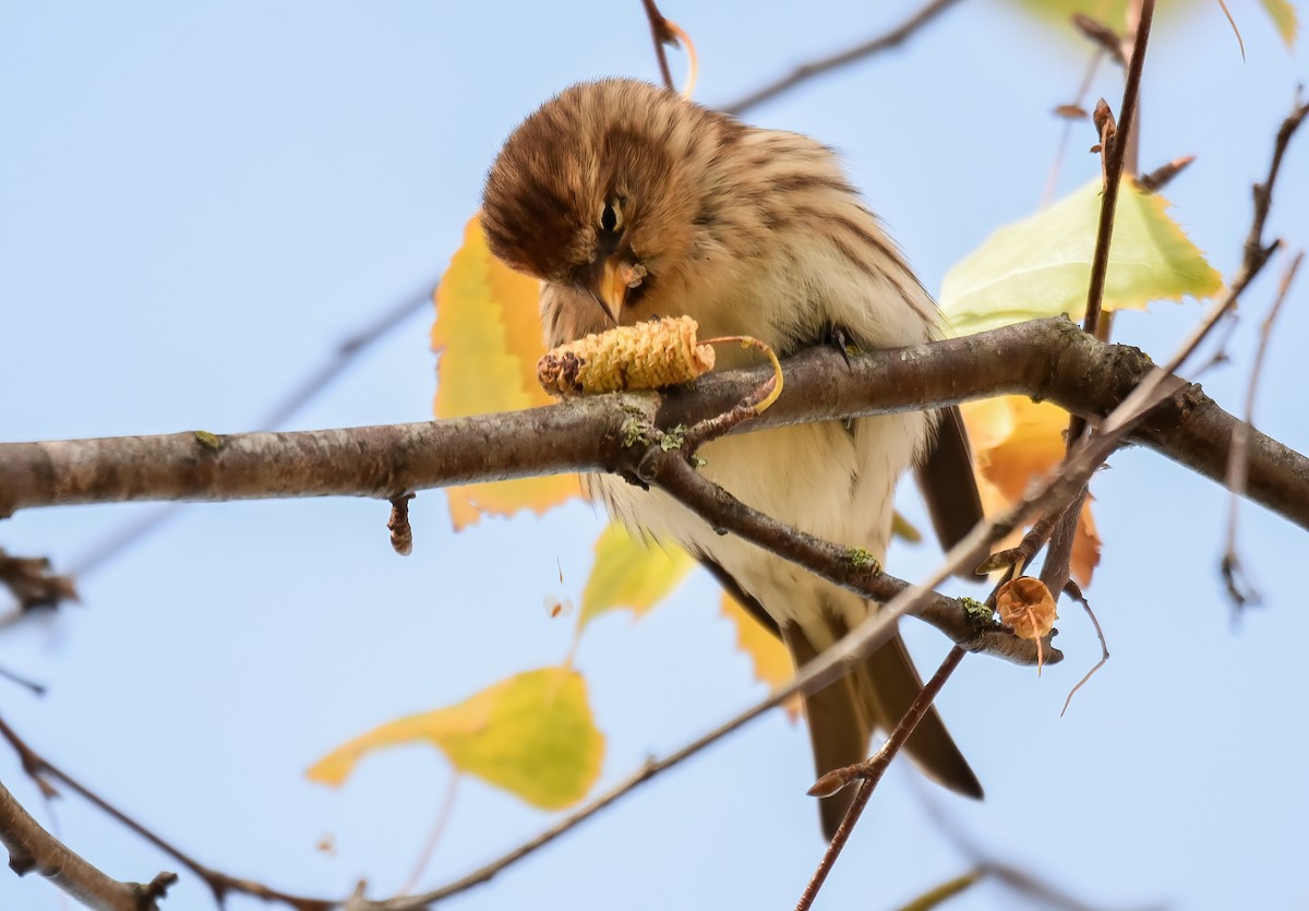 Pardillo Sizerín (alpino) - ML646344252