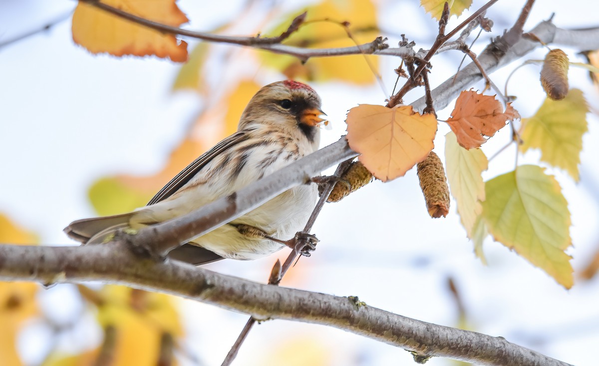 Pardillo Sizerín (alpino) - ML646344253