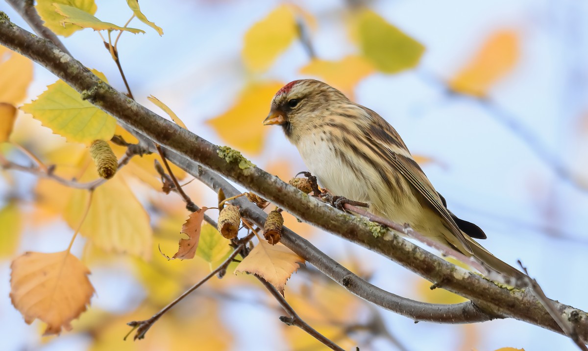 Pardillo Sizerín (alpino) - ML646344255