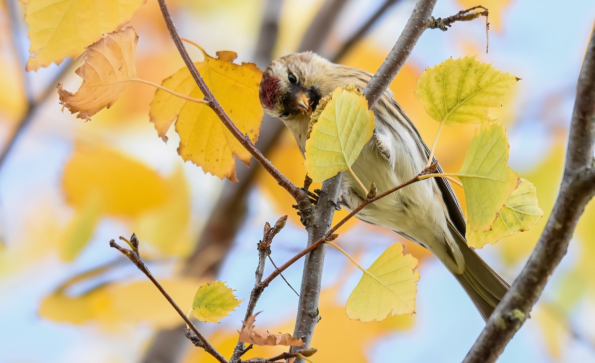Pardillo Sizerín (alpino) - ML646344256