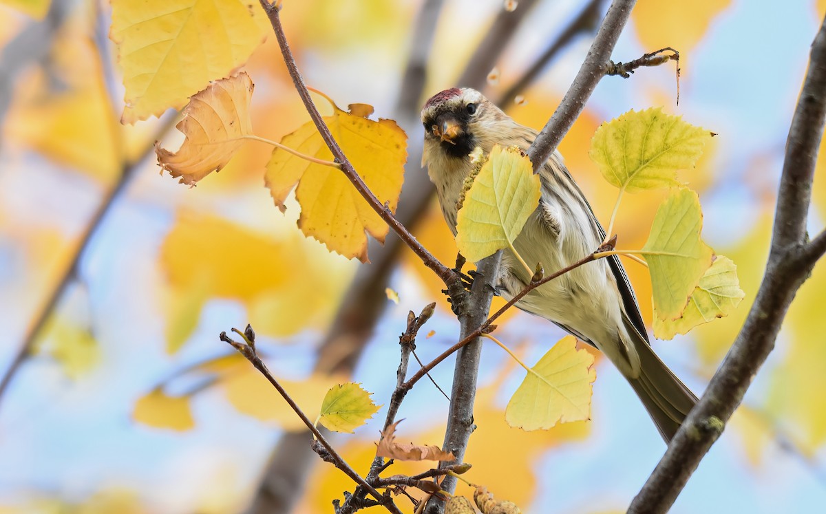 Pardillo Sizerín (alpino) - ML646344257