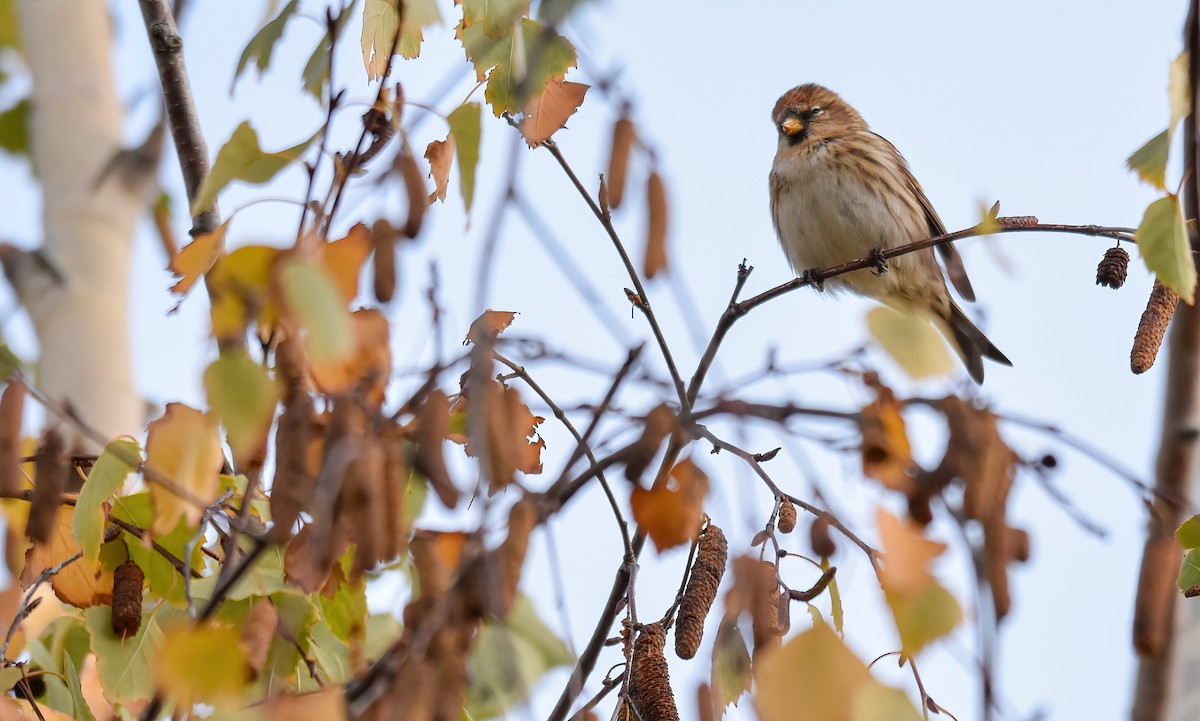 Pardillo Sizerín (alpino) - ML646344259