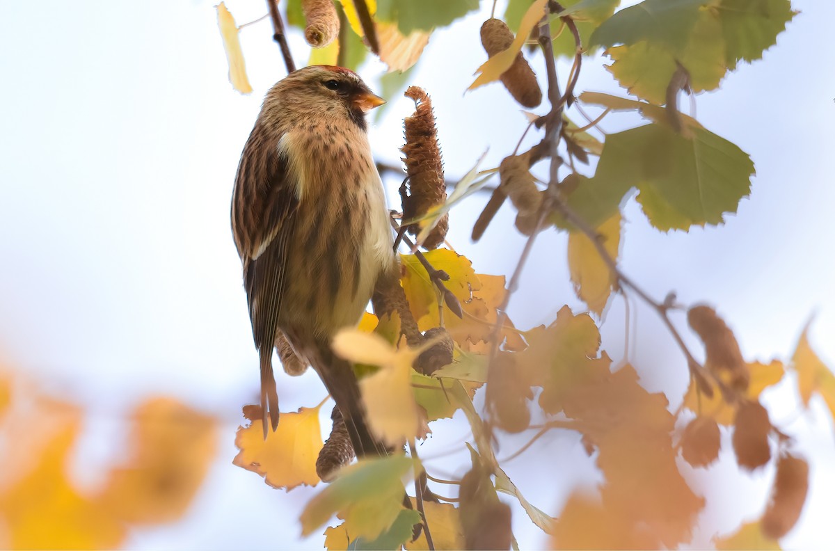Pardillo Sizerín (alpino) - ML646344260