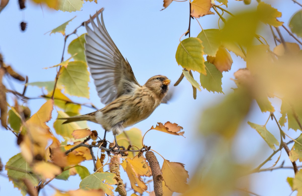 Pardillo Sizerín (alpino) - ML646344261