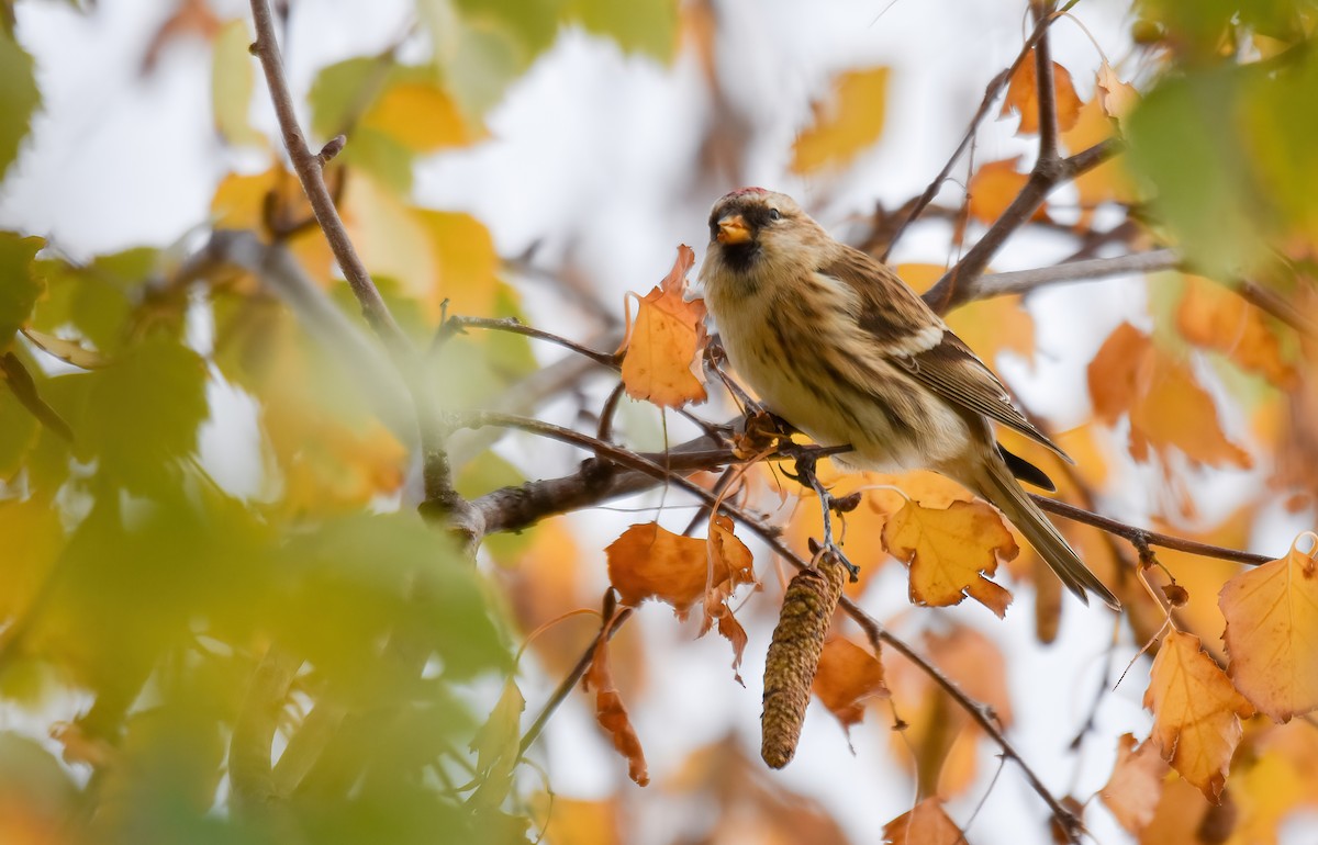 Pardillo Sizerín (alpino) - ML646344262