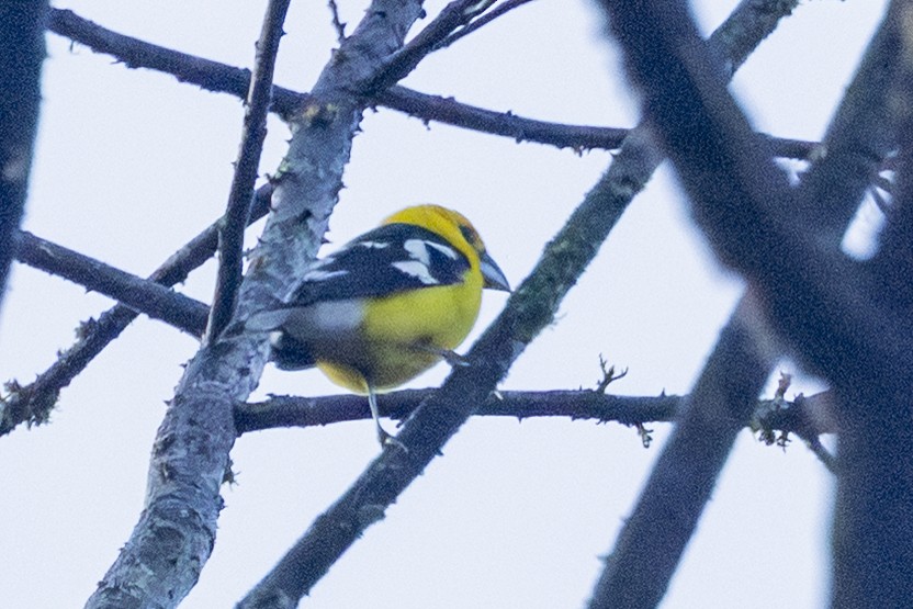 Picogrueso Ventriamarillo - ML646344263