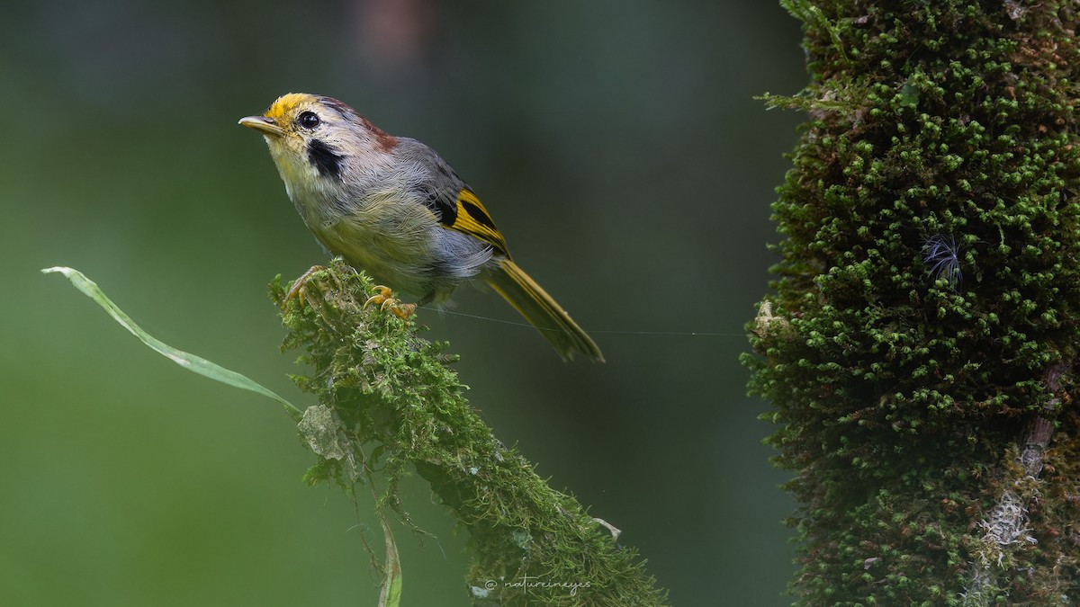 Fulveta Frentigualda - ML646344265