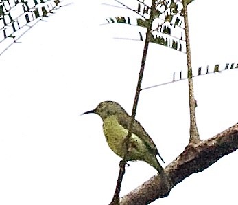 Suimanga Gorjipardo - ML646344266