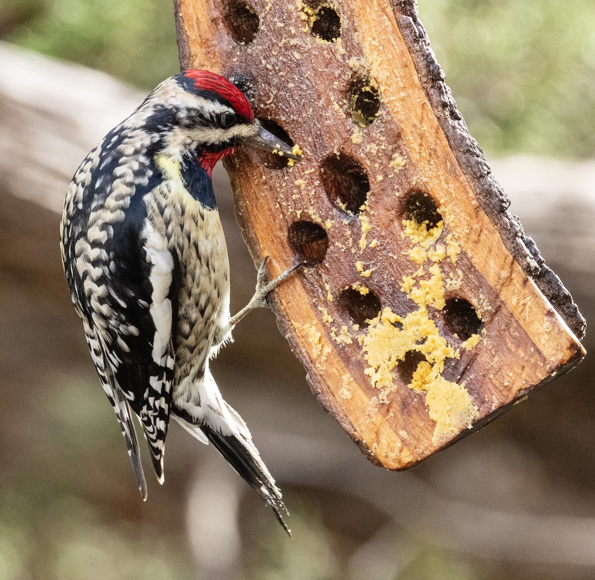 Yellow-bellied Sapsucker - ML646344275