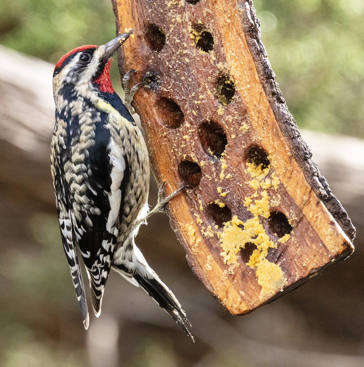 Yellow-bellied Sapsucker - ML646344276