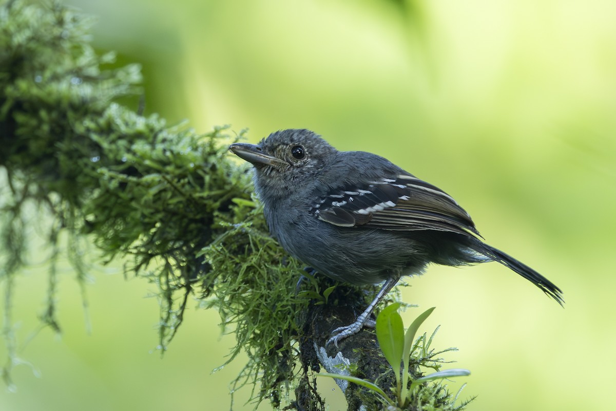Batará Pizarroso Occidental - ML646344277