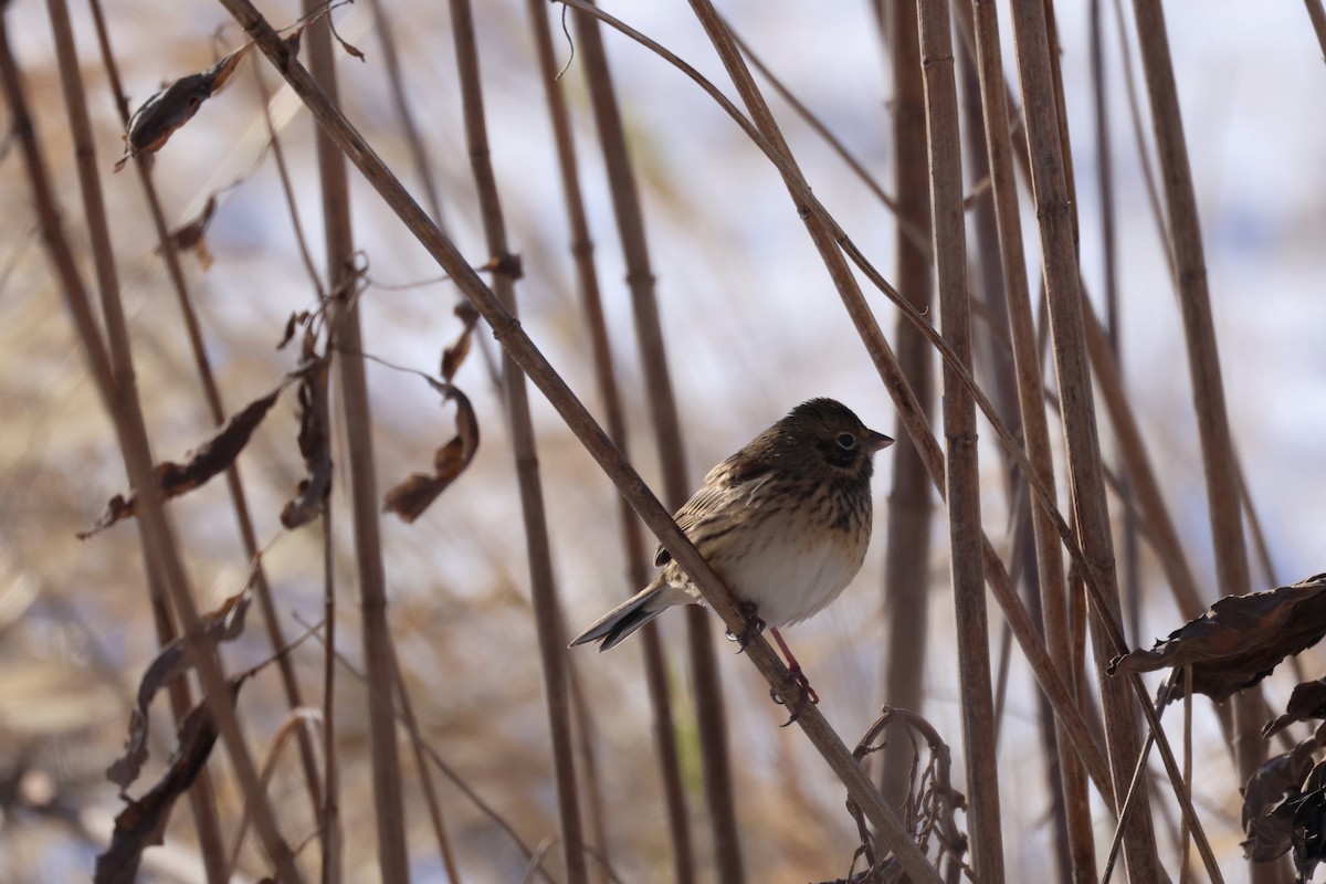 Bisbita Siberiano - ML646344278