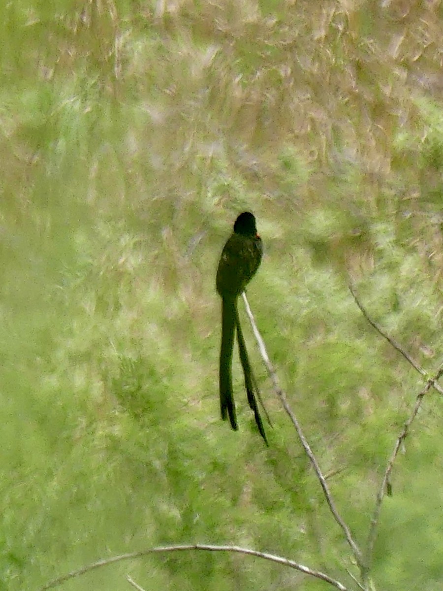 Obispo Acollarado - ML646344279