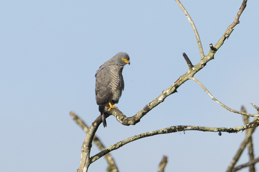 Roadside Hawk - ML646344280