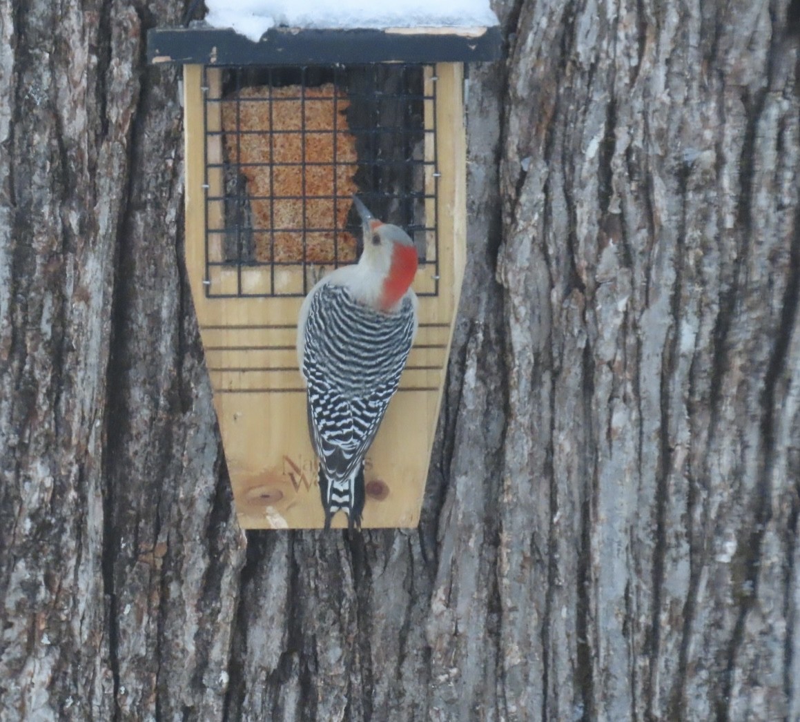 Carolinaspecht - ML646344281