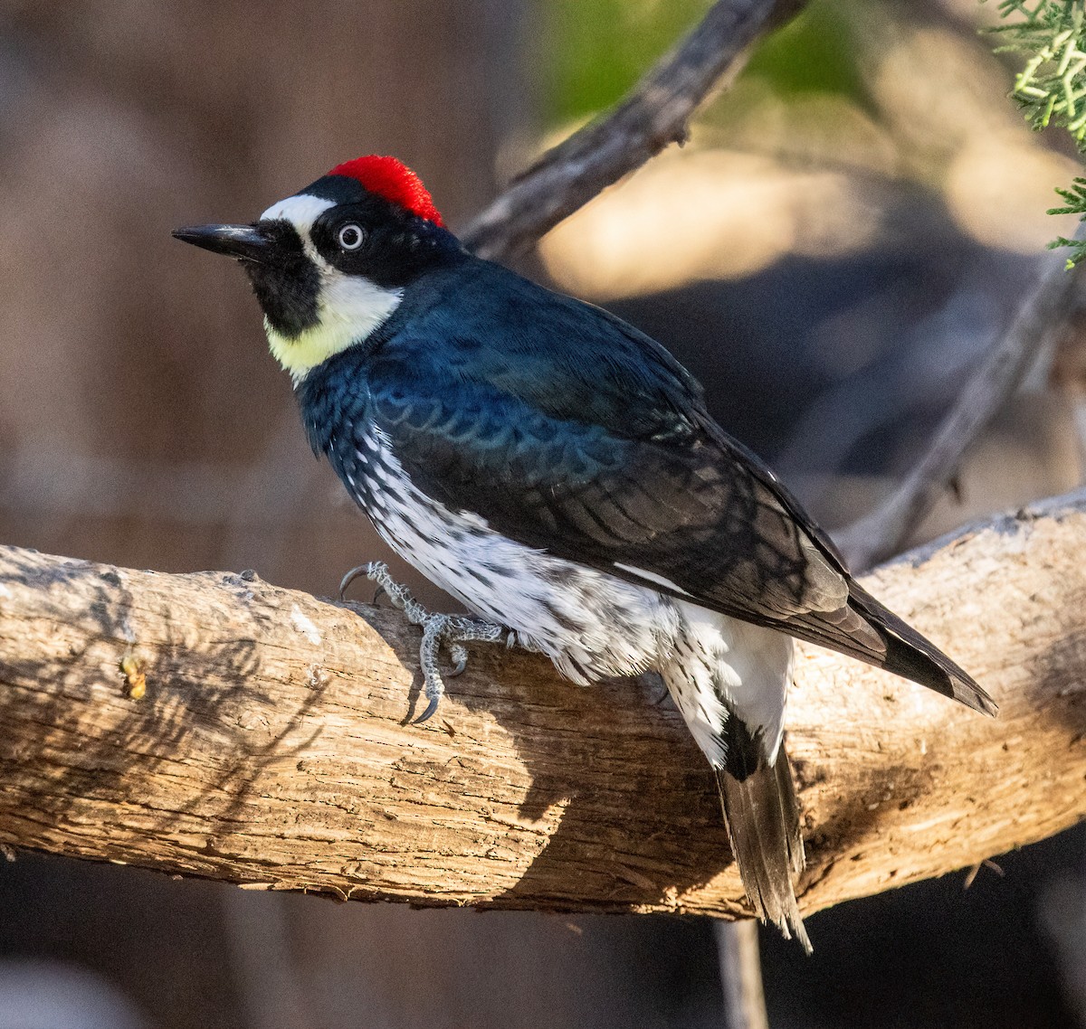 Acorn Woodpecker - ML646344283