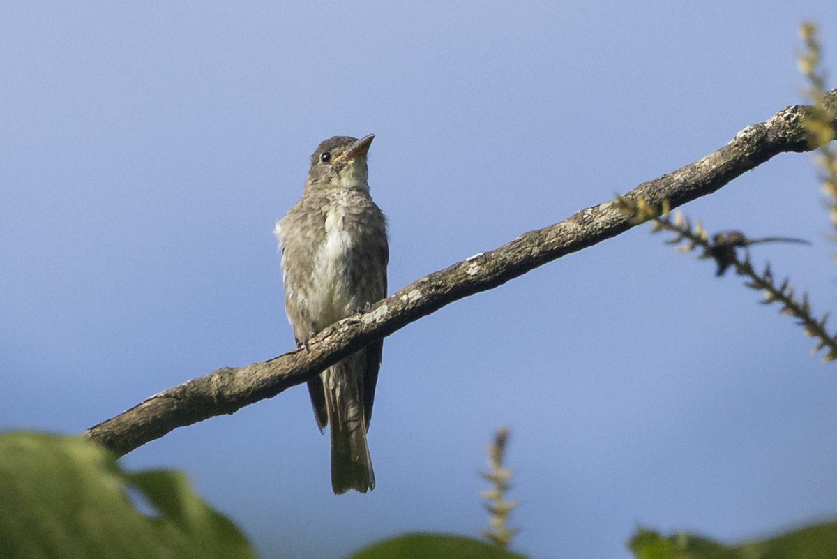 tyranovec severský - ML646344288