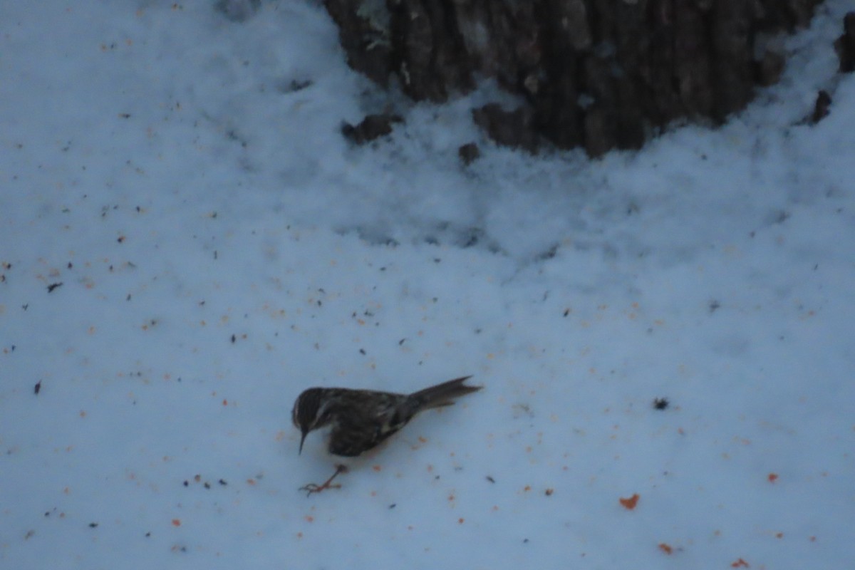 Amerikabaumläufer - ML646344289