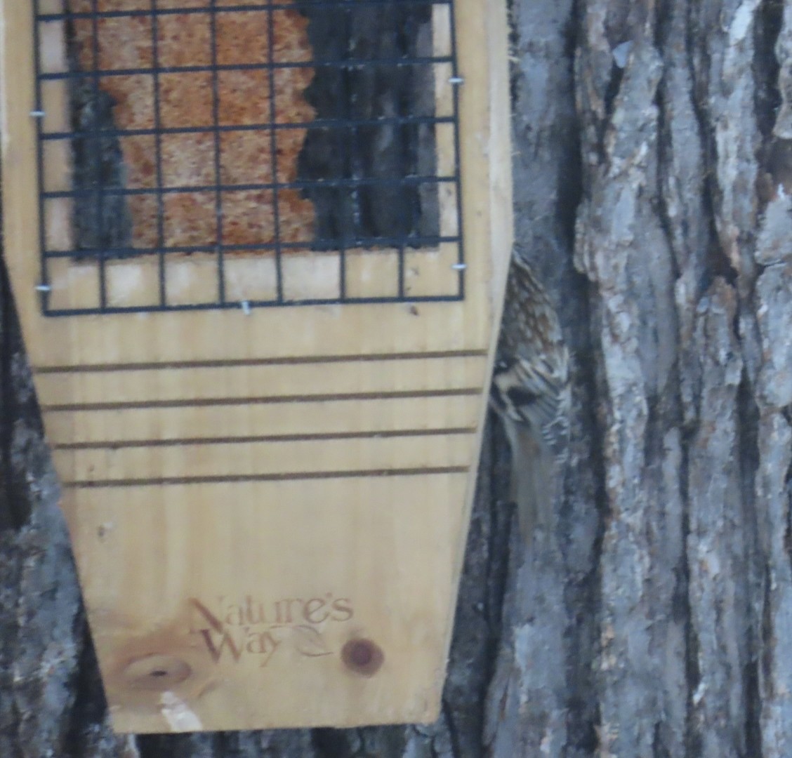 Amerikabaumläufer - ML646344290