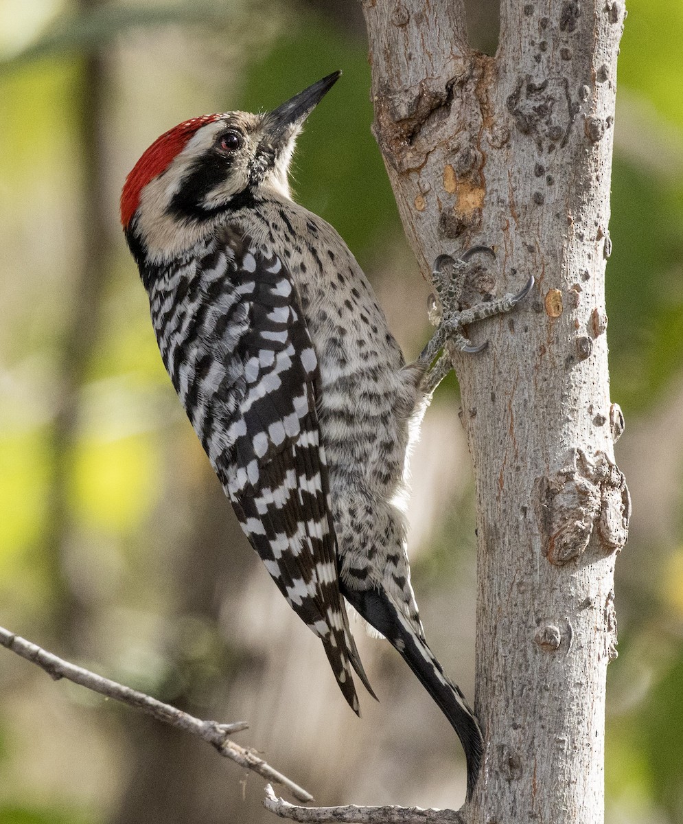 Ladder-backed Woodpecker - ML646344291