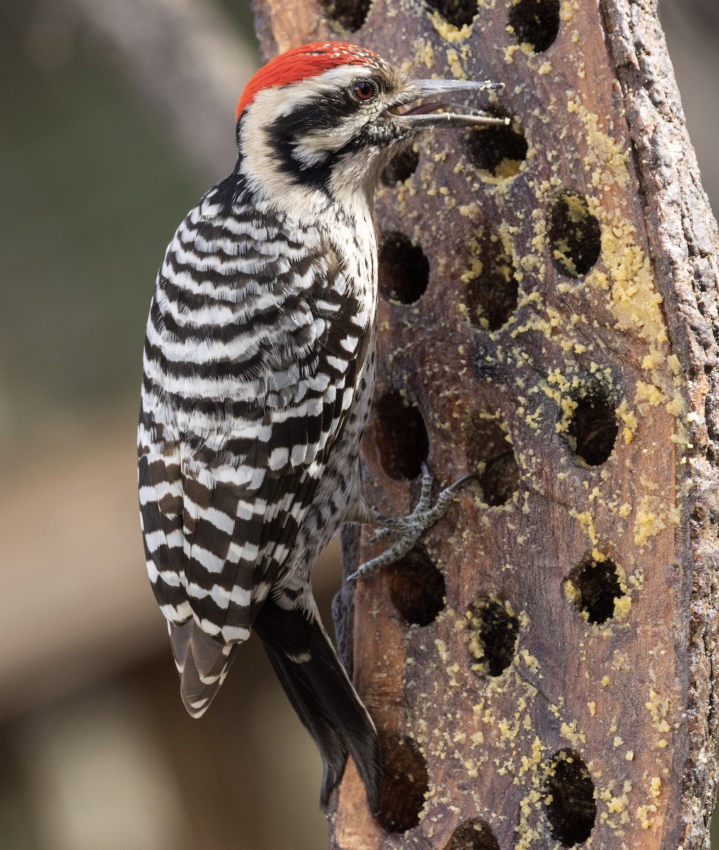 Ladder-backed Woodpecker - ML646344292