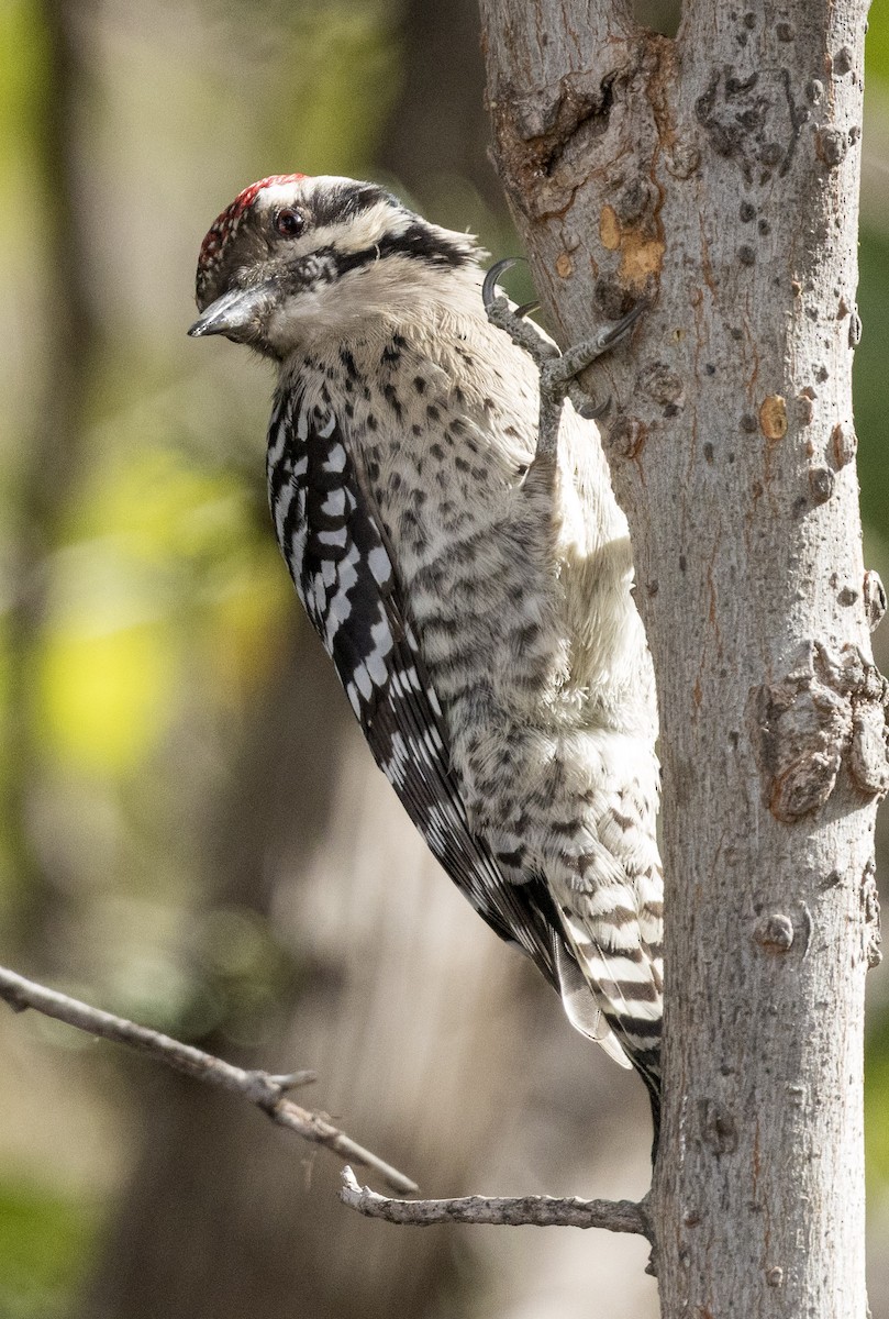Ladder-backed Woodpecker - ML646344293