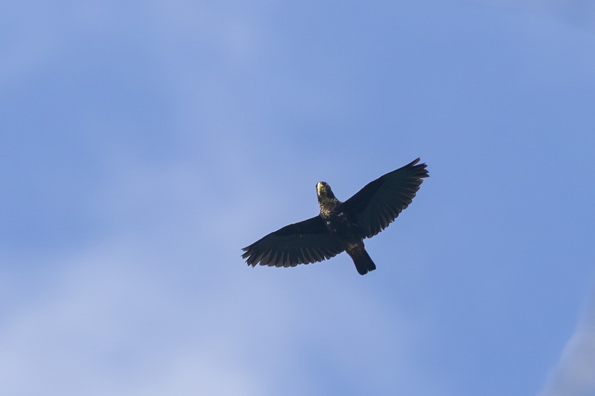 Bronze-winged Parrot - ML646344294