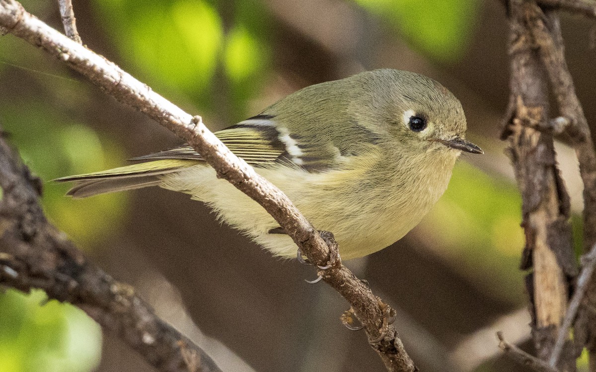 Ruby-crowned Kinglet - ML646344296