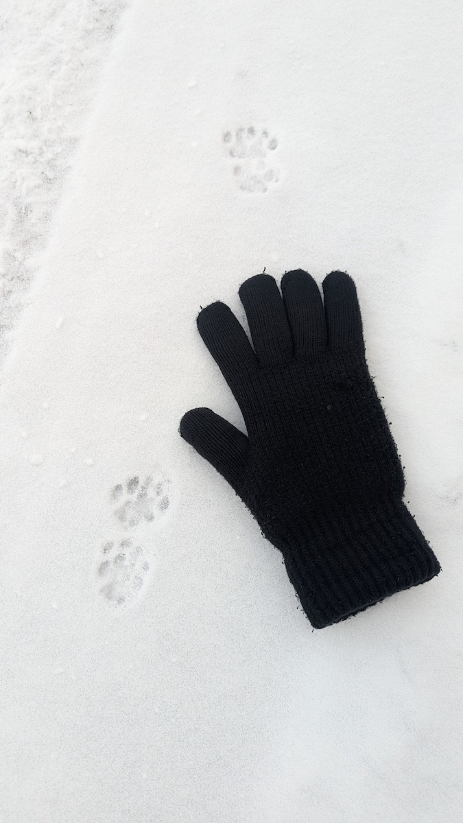 Animals - ML646344297