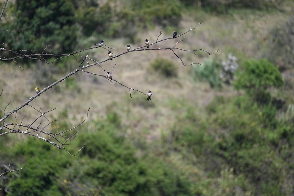 家燕(rustica) - ML646344300