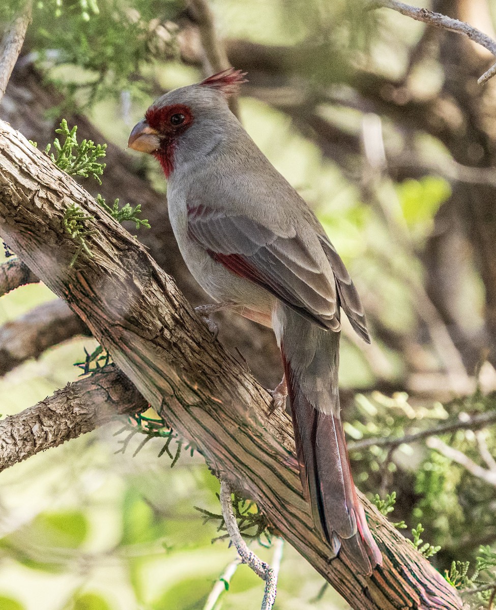 Pyrrhuloxia - ML646344301