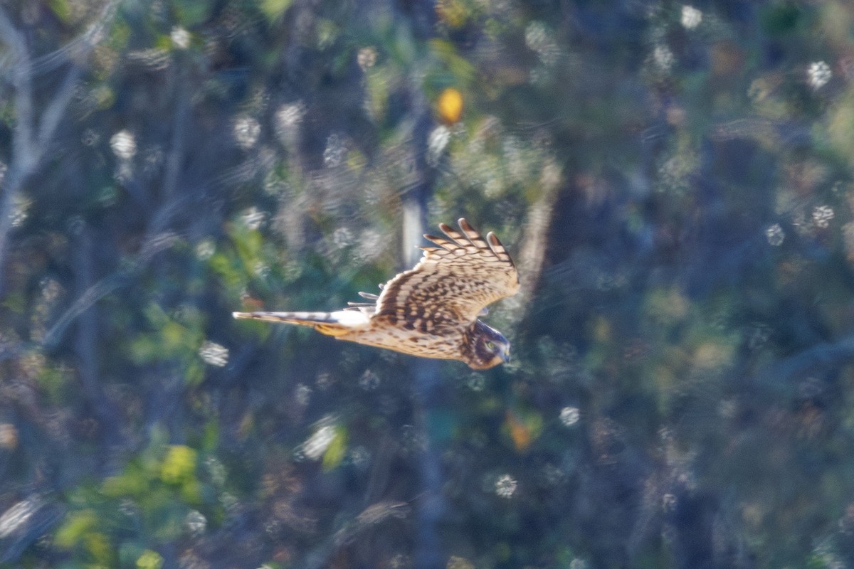 Northern Harrier - ML646344303