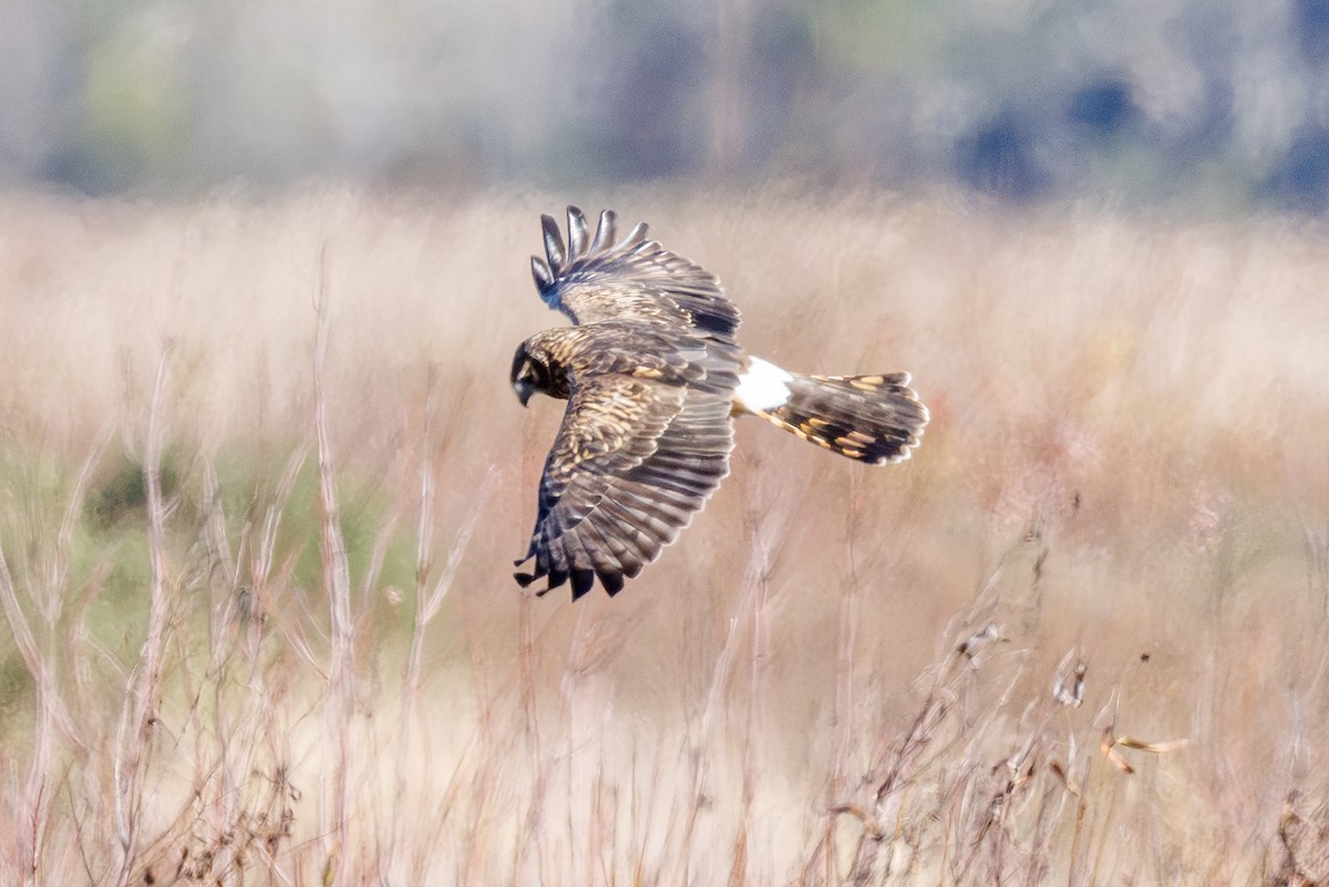 Northern Harrier - ML646344304