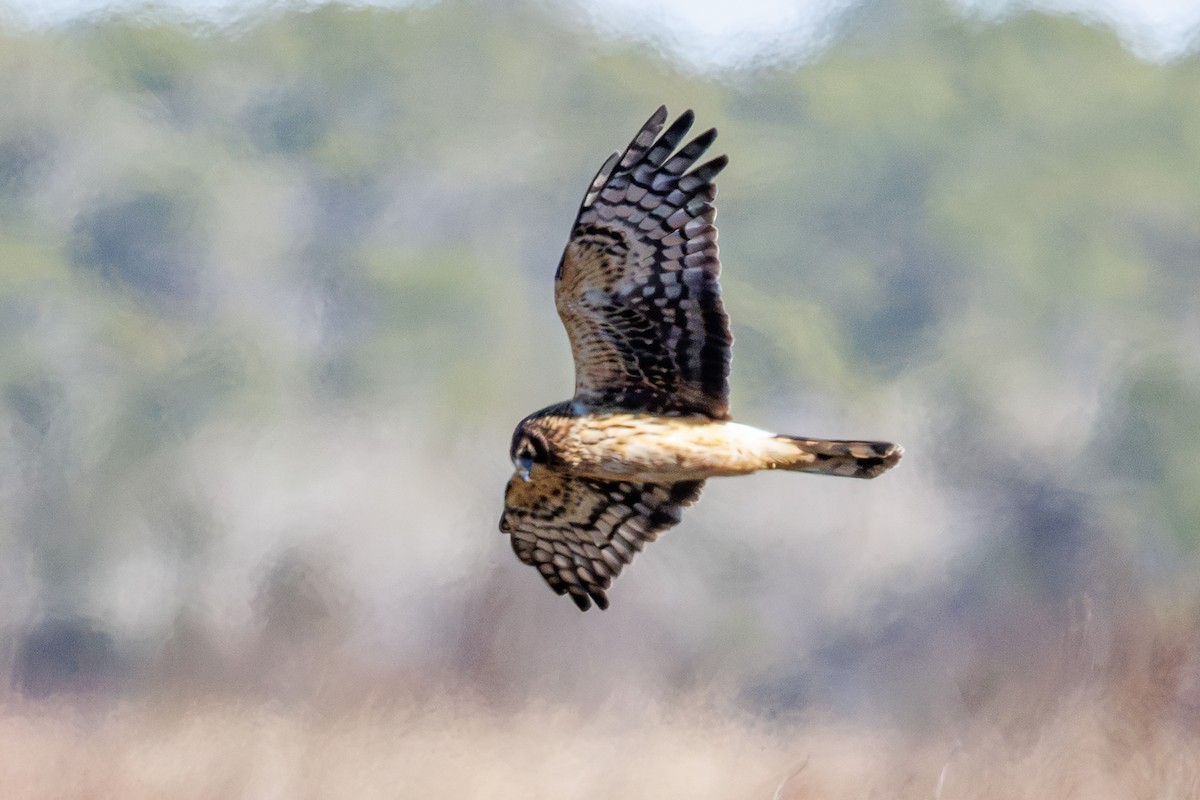 Northern Harrier - ML646344305