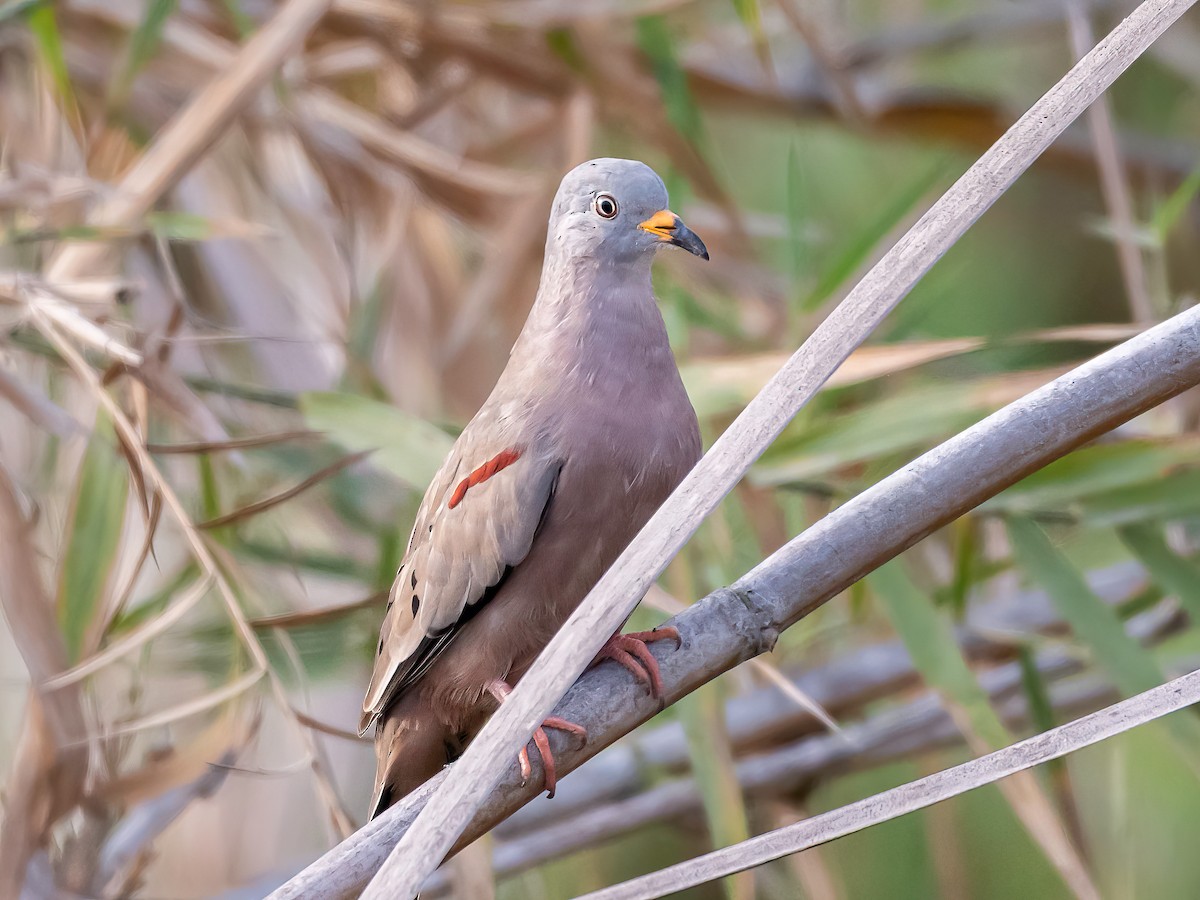Croaking Ground Dove - ML646344307