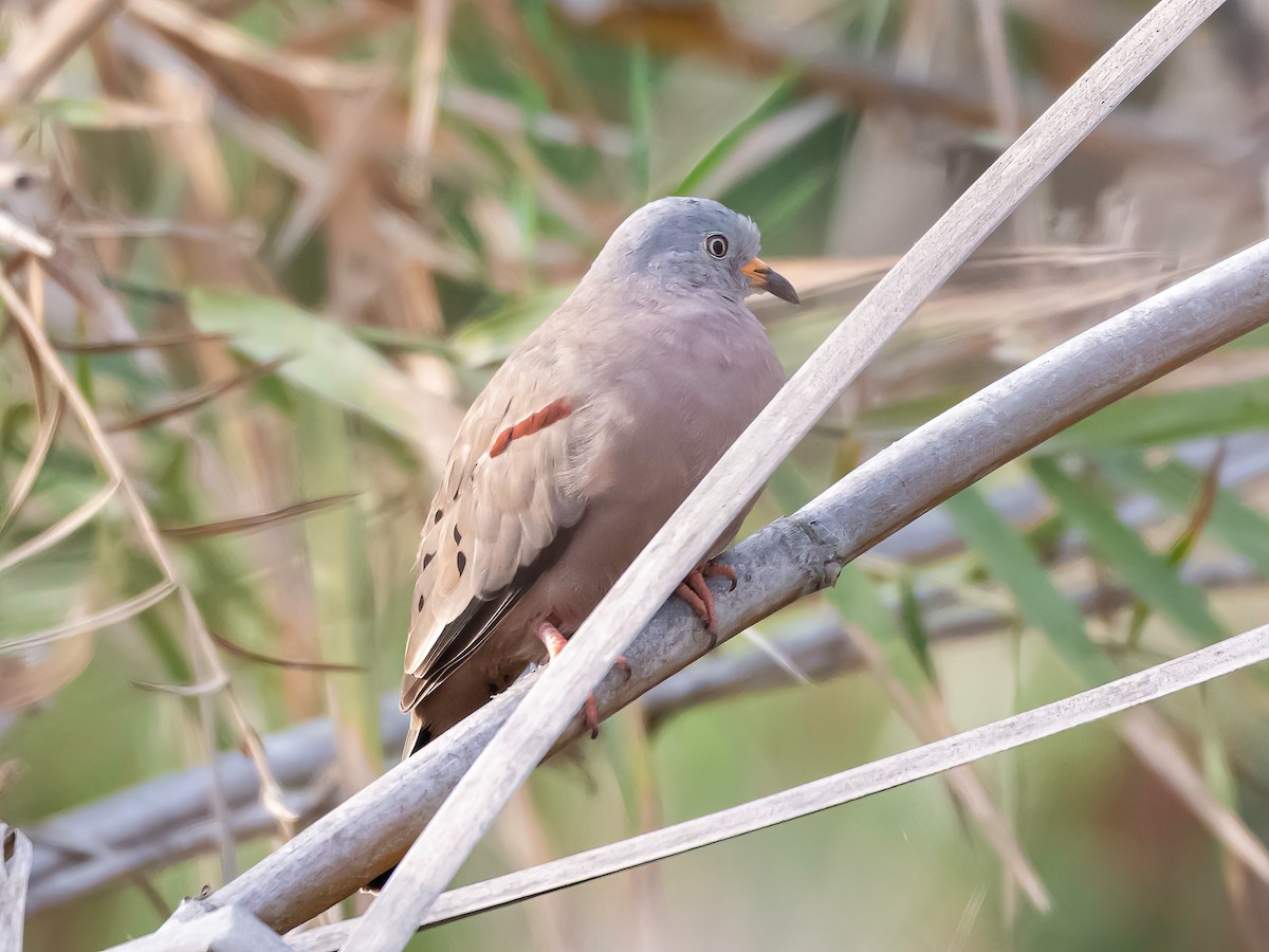 Croaking Ground Dove - ML646344308