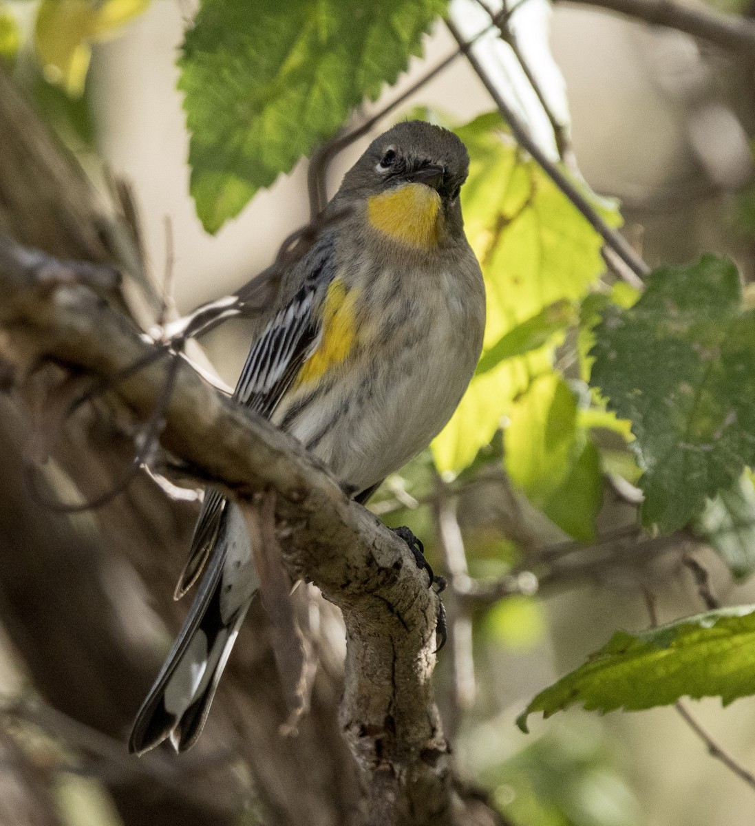 Yellow-rumped Warbler (Audubon's) - ML646344313