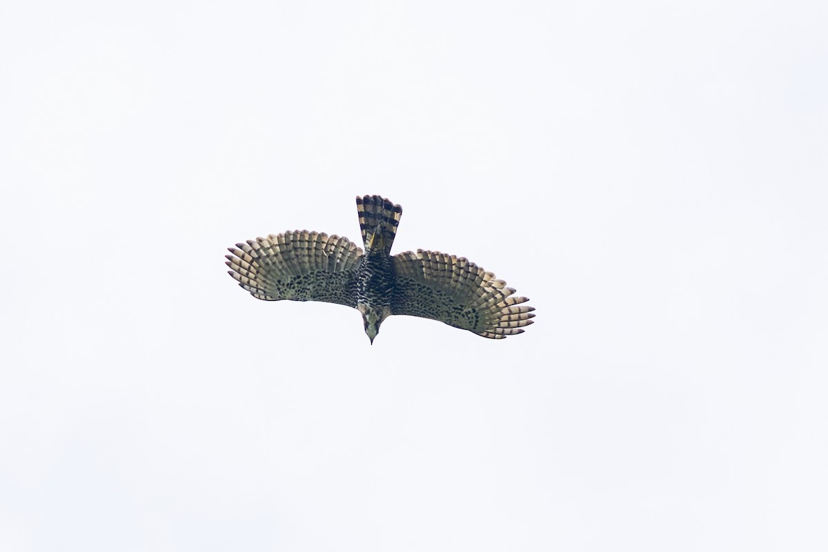 Prachtadler - ML646344322