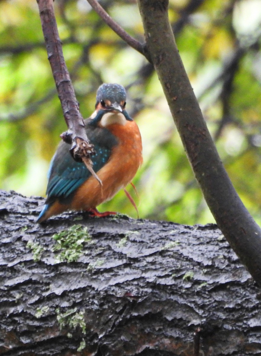 ledňáček říční - ML646344323