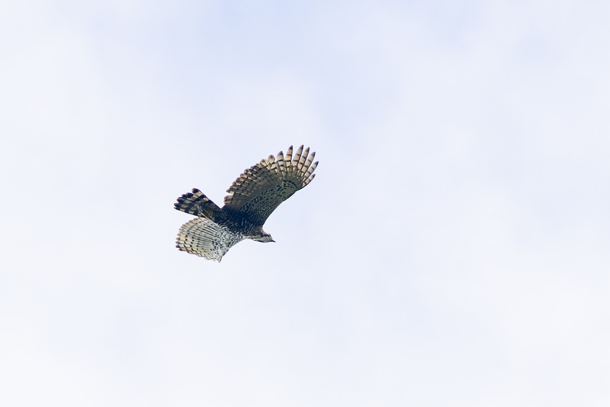 Prachtadler - ML646344324